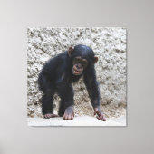 Chimpansee 031 canvas afdruk (Voorkant)