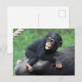 Chimpansee 032 briefkaart (Voorkant / Achterkant)