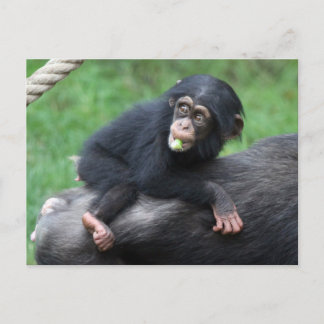 Chimpansee 032 briefkaart