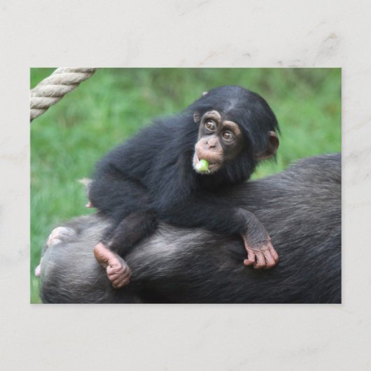 Chimpansee 032 briefkaart (Voorkant)