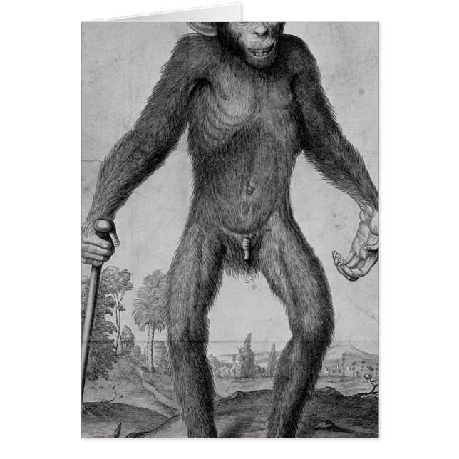 Chimpansee, 1699 (Voorkant)