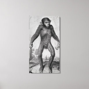 Chimpansee, 1699 canvas afdruk