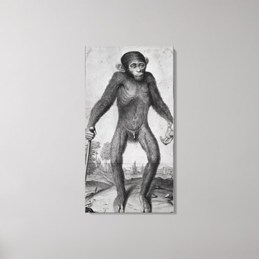 Chimpansee, 1699 canvas afdruk (Voorkant)
