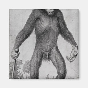 Chimpansee, 1699 magneet
