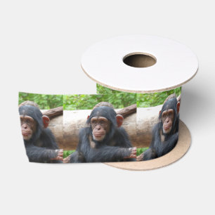 Chimpansee_2015_0504 Lint