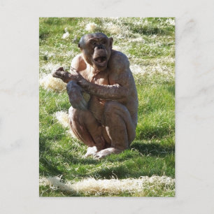 CHIMPANSEE BRIEFKAART