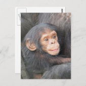 Chimpansee Briefkaart (Voorkant / Achterkant)