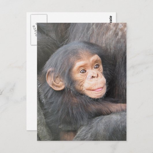 Chimpansee Briefkaart (Voorkant / Achterkant)