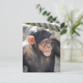 Chimpansee Briefkaart (Staand voorkant)