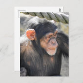 Chimpansee Briefkaart (Voorkant / Achterkant)