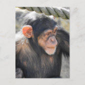 Chimpansee Briefkaart (Voorkant)