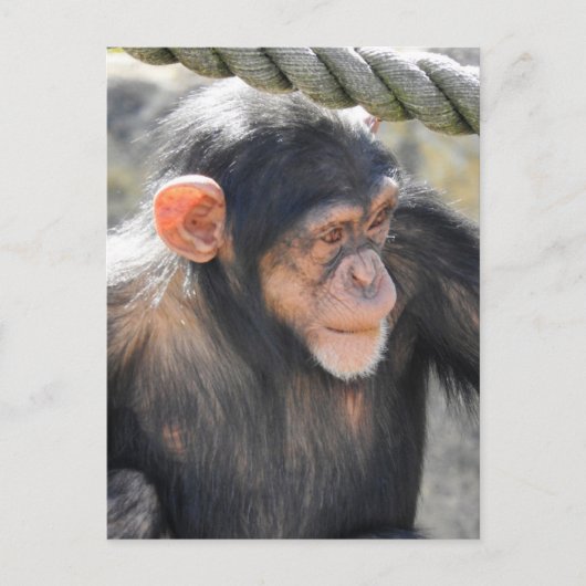 Chimpansee Briefkaart (Voorkant)