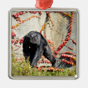 Chimpansee die op een briefkaart-vierkante stok me metalen ornament