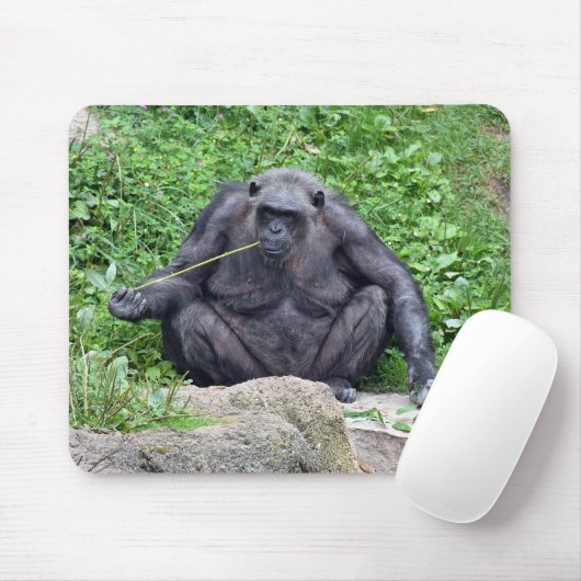Chimpansee eet gras muismat (Met muis)