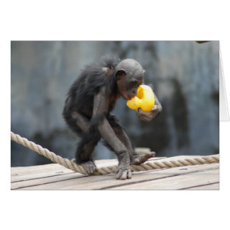 Chimpansee en Rubbery Ducky