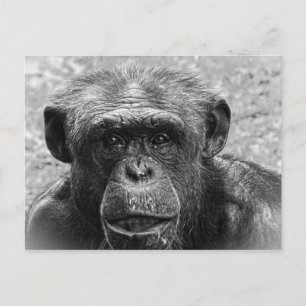 Chimpansee Face, Great Character, Black and White Briefkaart