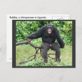 Chimpansee in Oeganda Briefkaart (Voorkant / Achterkant)
