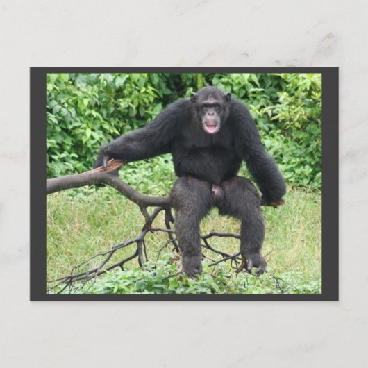 Chimpansee in Oeganda Briefkaart (Voorkant)