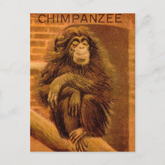 Chimpansee  Magic Lantern Slide 1890's Briefkaart (Voorkant)