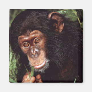 Chimpansee Magneet