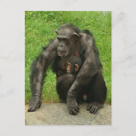 Chimpansee met baby - Briefkaart (Voorkant)