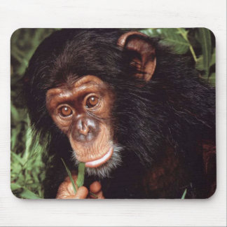 Chimpansee Muismat