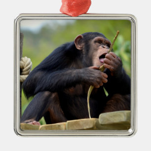 Chimpansee op plank en het eten van een schors ach metalen ornament
