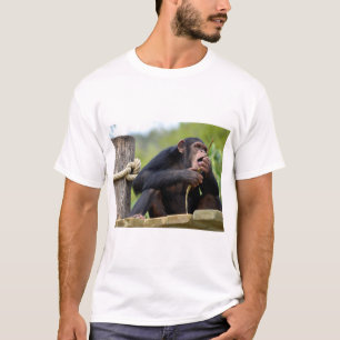 Chimpansee op plank en het eten van een schors ach t-shirt