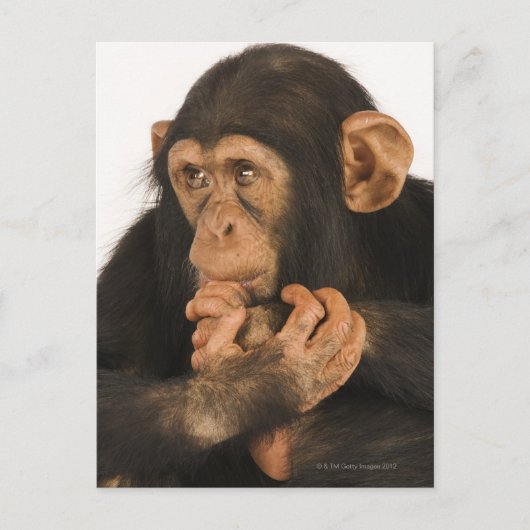 Chimpansee (Pan troglodytes). Jonge speelbal 2 Briefkaart (Voorkant)