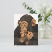 Chimpansee (Pan troglodytes). Jonge speelbal 2 Briefkaart (Staand voorkant)