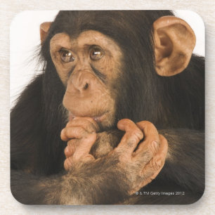 Chimpansee (Pan troglodytes). Jonge speelbal 2 Drankjes Onderzetter