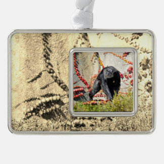 Chimpansee (Pan troglodytes) lopen op grasPoster Verzilverd Kader Ornament