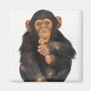 Chimpansee (Pan troglodytes) Magneet