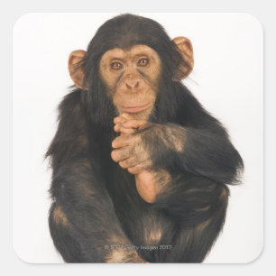 Chimpansee (Pan troglodytes) Vierkante Sticker