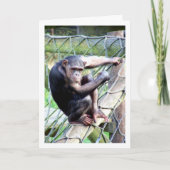 Chimpansee Portret Kaart (Voorkant)