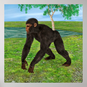 Chimpansee Poster