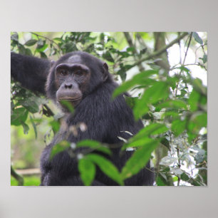 Chimpansee Poster