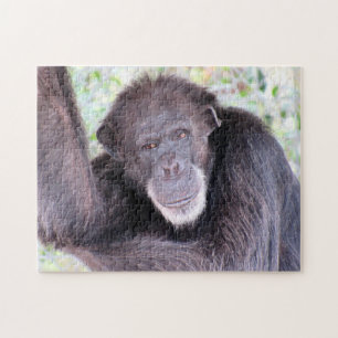 Chimpansee Puzzle Legpuzzel