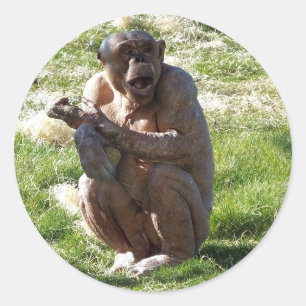 CHIMPANSEE RONDE STICKER