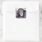 Chimpansee Stickers (Tas)