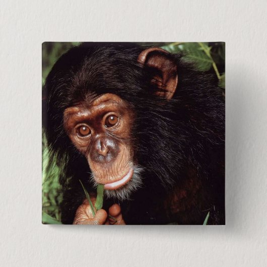 Chimpansee Vierkante Button 5,1 Cm (Voorkant)