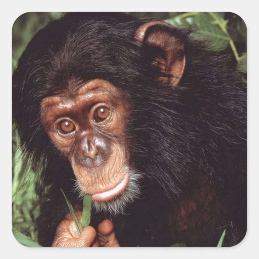 Chimpansee Vierkante Sticker (Voorkant)