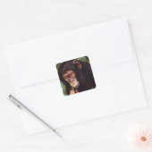 Chimpansee Vierkante Sticker (Envelop)