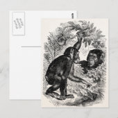 Chimpansees Sjabloon uit de 1800-landen Briefkaart (Voorkant / Achterkant)