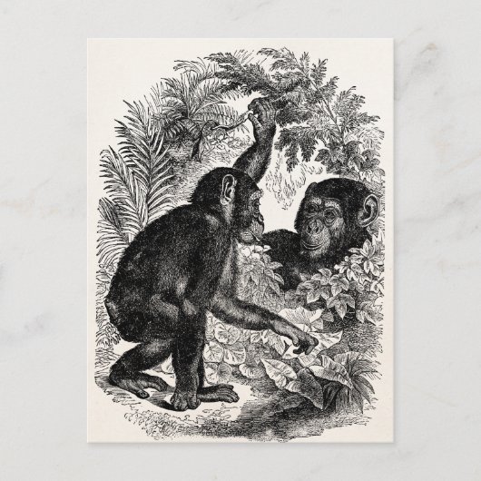 Chimpansees Sjabloon uit de 1800-landen Briefkaart (Voorkant)