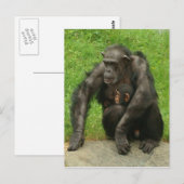 Chimpanzé avec bébé - Carte postale (Devant / Derrière)