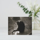 Chimpanzé - Carte postale (Debout devant)