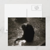 Chimpanzé - Carte postale (Devant / Derrière)