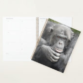 Chimpanzé contemporain (Devant avec enveloppe)