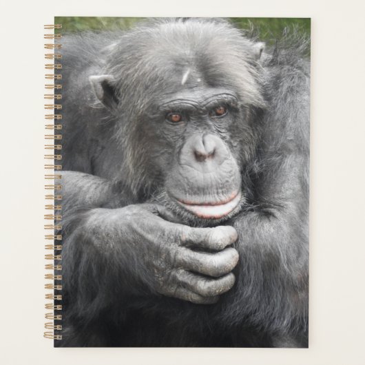Chimpanzé contemporain (Devant)